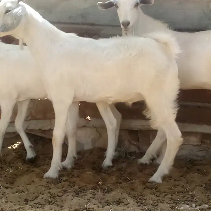 تيسين وجفره بيشيات 2