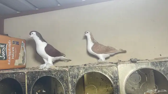 حمام شيرازي فاخر 7