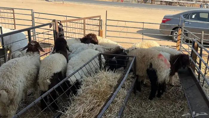 غنم نعيمي وحري وسواكني ونجدي 4