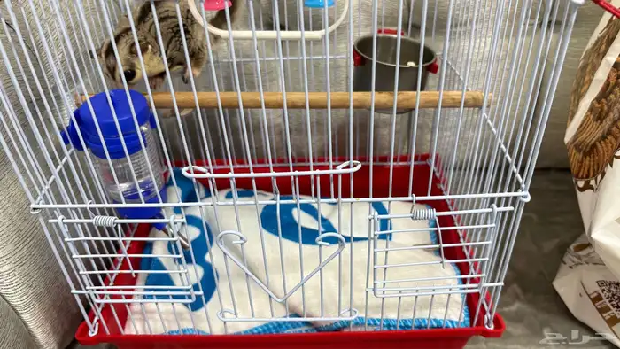 للبيع سنجاب قلايدر الطائر مع جميع ملحقاته 0