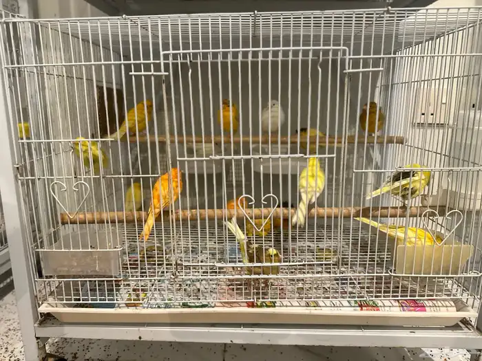 عصافير كناري 0