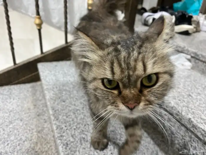 بسه ضايعه اقرأ الإعلان كامل 0