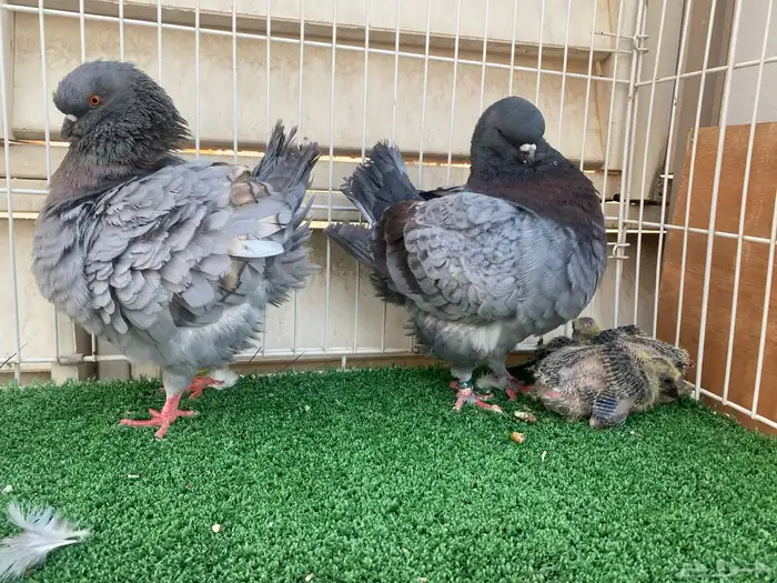 جوز كنق مودينا امريكي بعياله 1