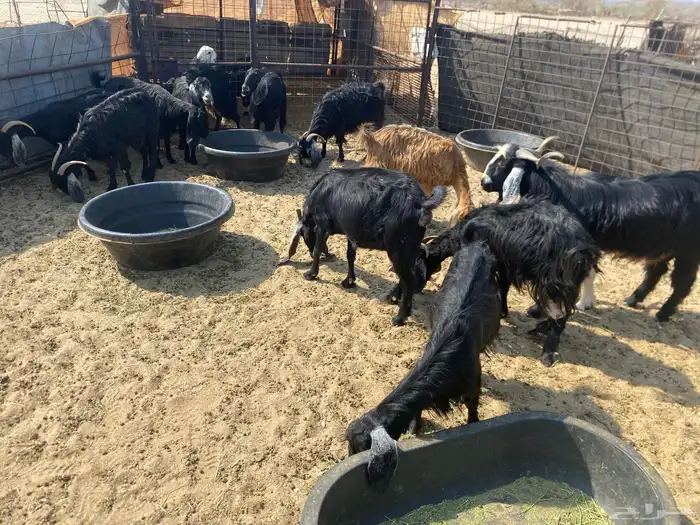 معزا وفحلهن العدد 12 عنز 8 منهن مضريع 0