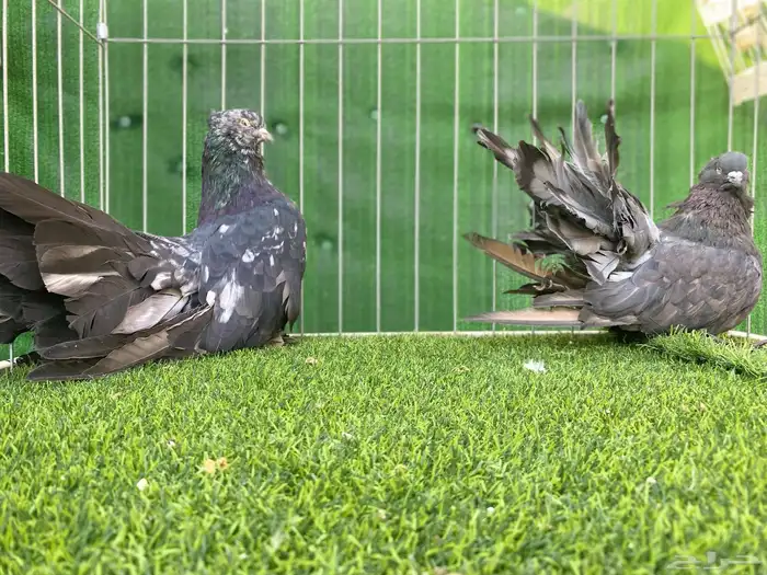 رقاص امريكي 1