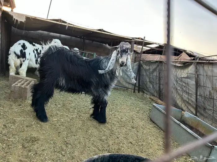 تيس عارض للبيع العمر 7 شهور 0