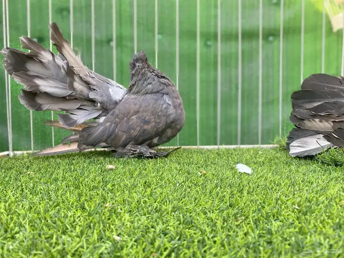 رقاص امريكي 4