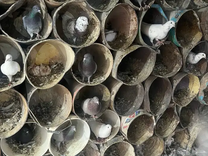 حمام هجين 10