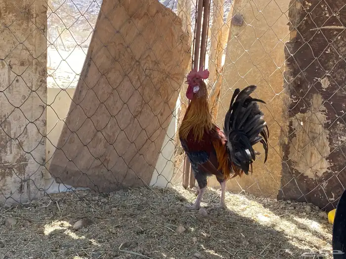 ديك فحل كفو 3