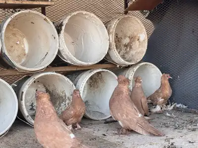 زوج عراقي index