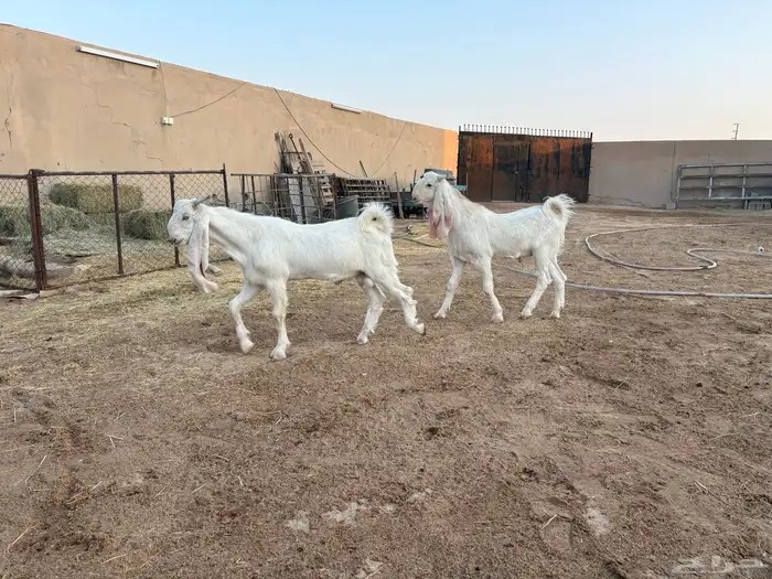 فحول تيوس مطورات عدد 2 1