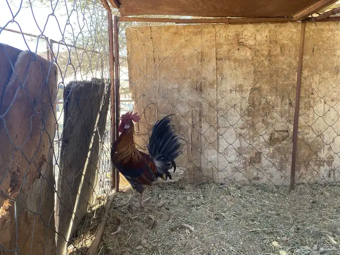 ديك فحل كفو 1