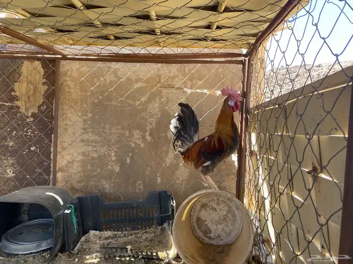 ديك فحل كفو 2