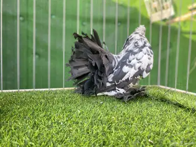 رقاص هندي TOP 3 index