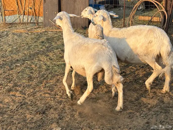 ضان دفيع مقربه شرط 2