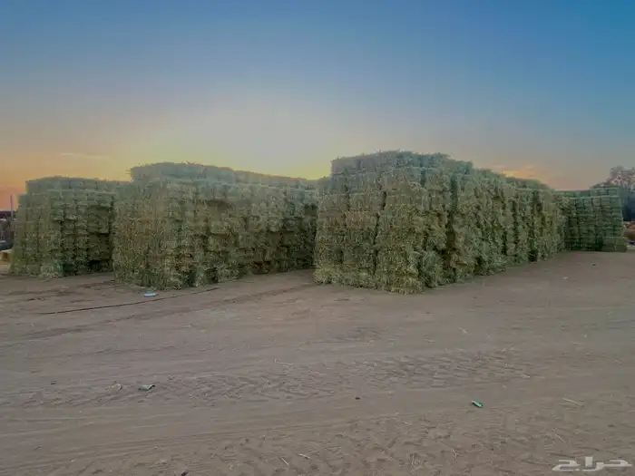 ذرة خضراء امريكي جديدة ( علف ) 0