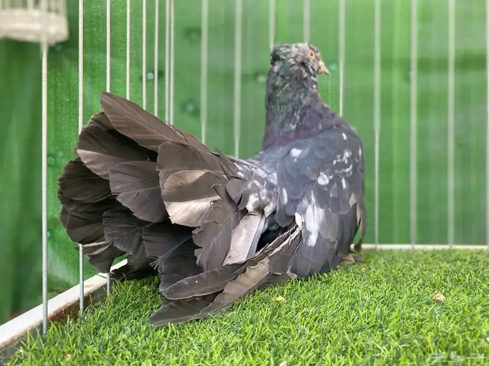 رقاص امريكي 0