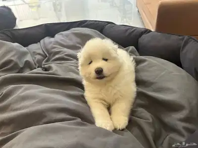 جرو سامويد ذكر Samoyed index