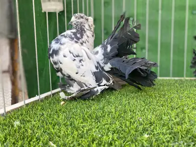 رقاص هندي TOP 3 index