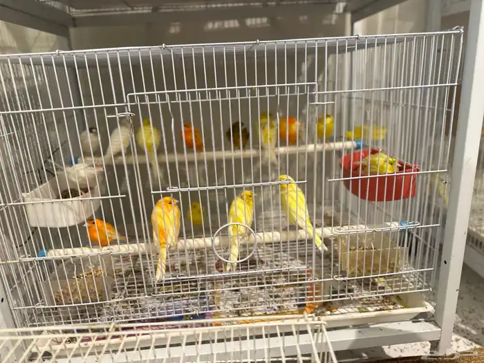 عصافير كناري 1