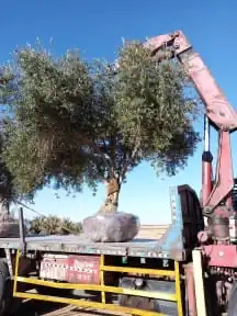 توريد وزراعة اشجار زيتون شجر زيتون 27