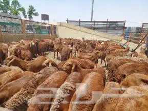 ذبايح أبوأحمد index