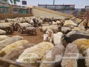 ذبايح أبوأحمد 8