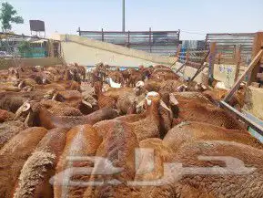 ذبايح أبوأحمد 27