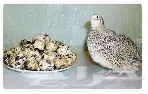 مطلوب طيور سمان اناثي 0