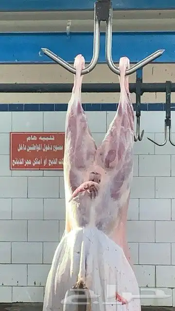 ذبايح مرابي عسير لدينا ذبح وتوصيل 45
