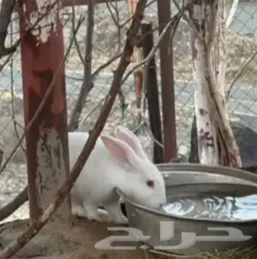 أرانب للبيع 6