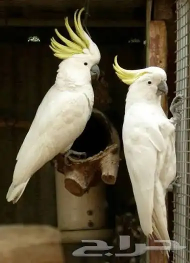 ابحث عن ببغاء للتبني 0