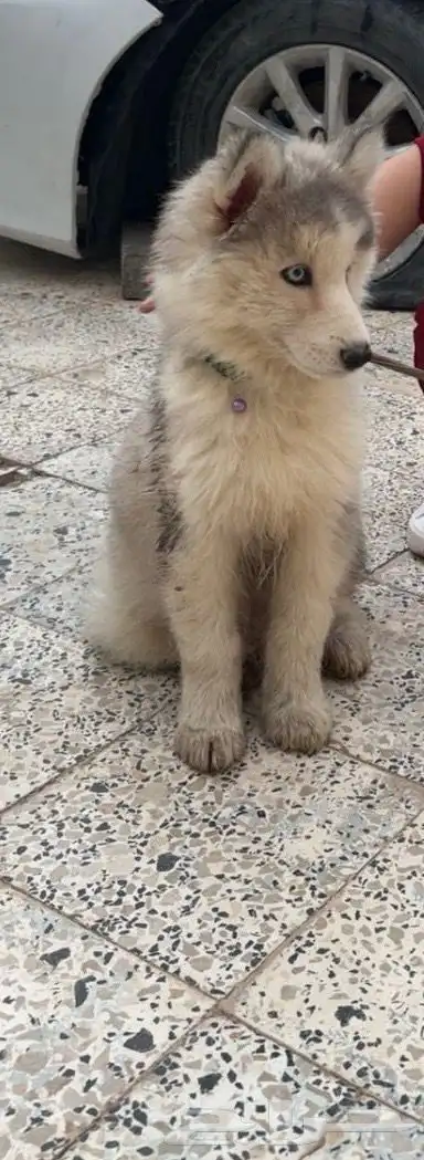 حيوانات index