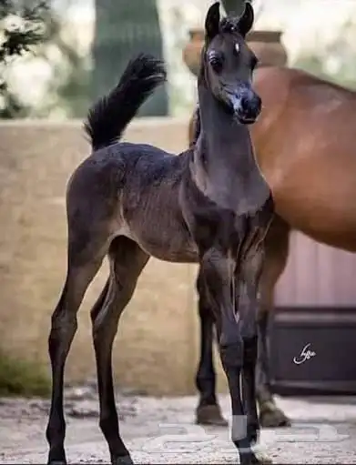 مطلوب مهره واهو 0