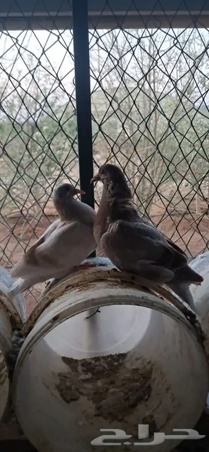 زغاليل حمام فرنسي زاجل 2