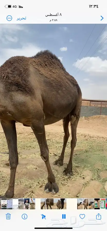 ناقه ماخض ناب مشروطة 0