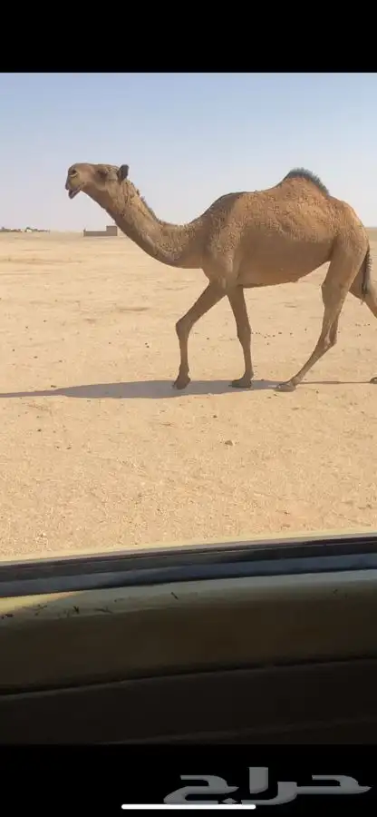 بكار صفر كفووو2 1