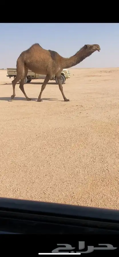 بكار صفر كفووو2 0