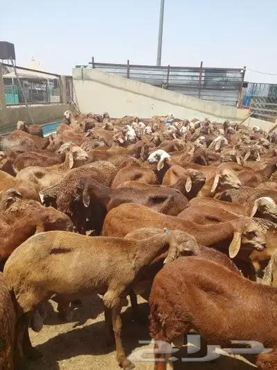 ذبايح أبوأحمد index