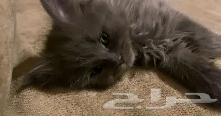 قطة نرويجي 2