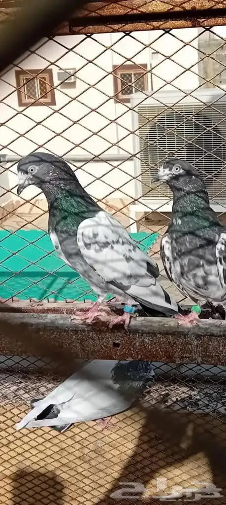 حمام باكستاني 6