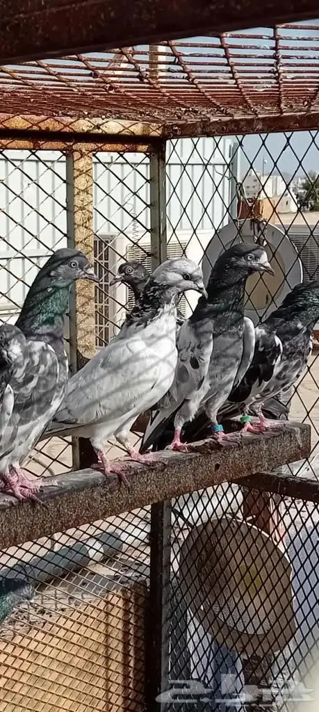 حمام باكستاني 0