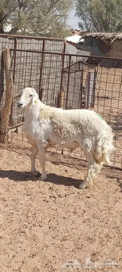 خروف حري index