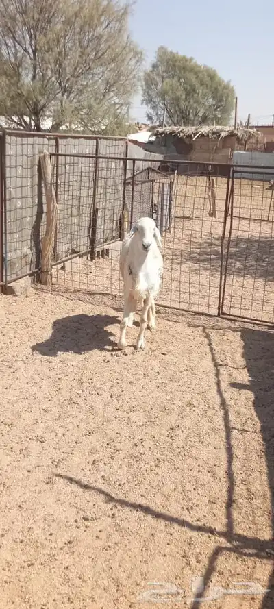 خروف حري index