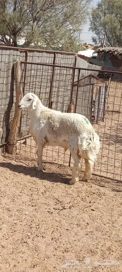 خروف حري index