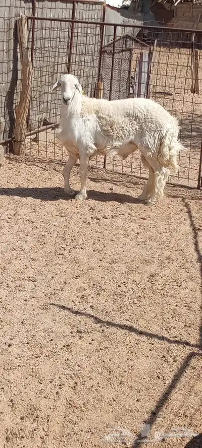 خروف حري index