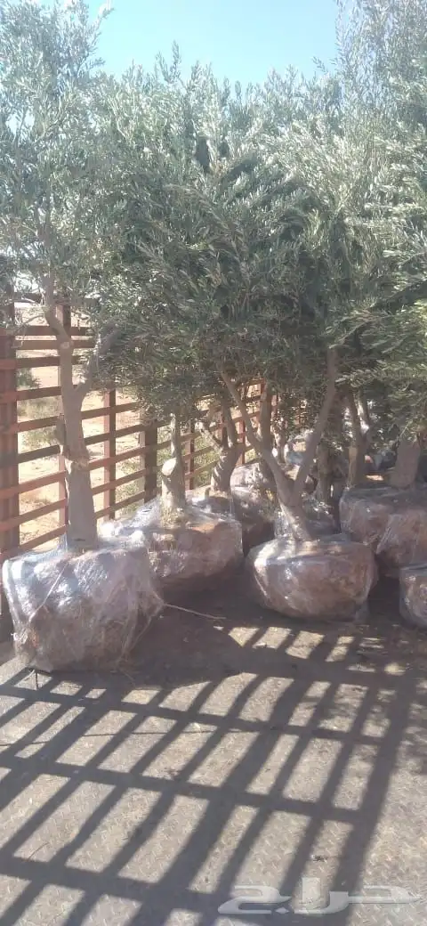 توريد وزراعة اشجار زيتون شجر زيتون 48