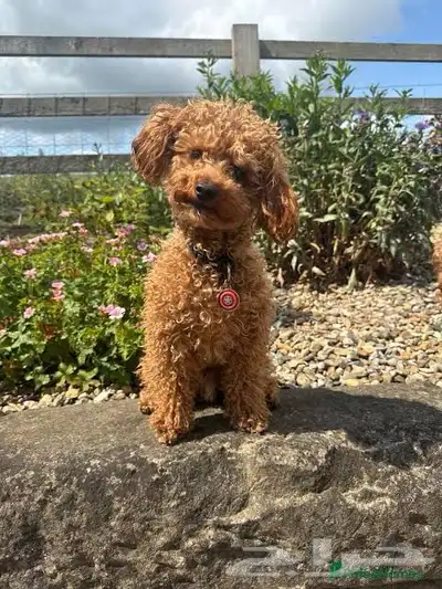 توي بودل بسعر 4000 0