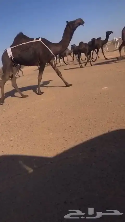 ضرايب مجاهيم معزول منها حشوانها 0