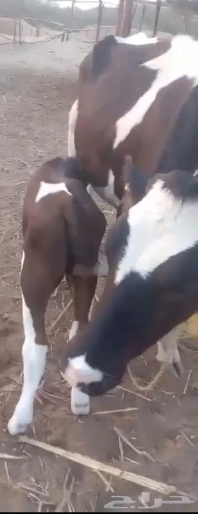 بقرة هولندية index